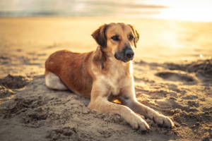 Must Have Pet Features for Your New Custom Home on LBI